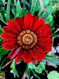 Gazania Rigens Potted Plant, Red Color, Hardy Perennial Flower, Drought-Tolerant Garden Decor