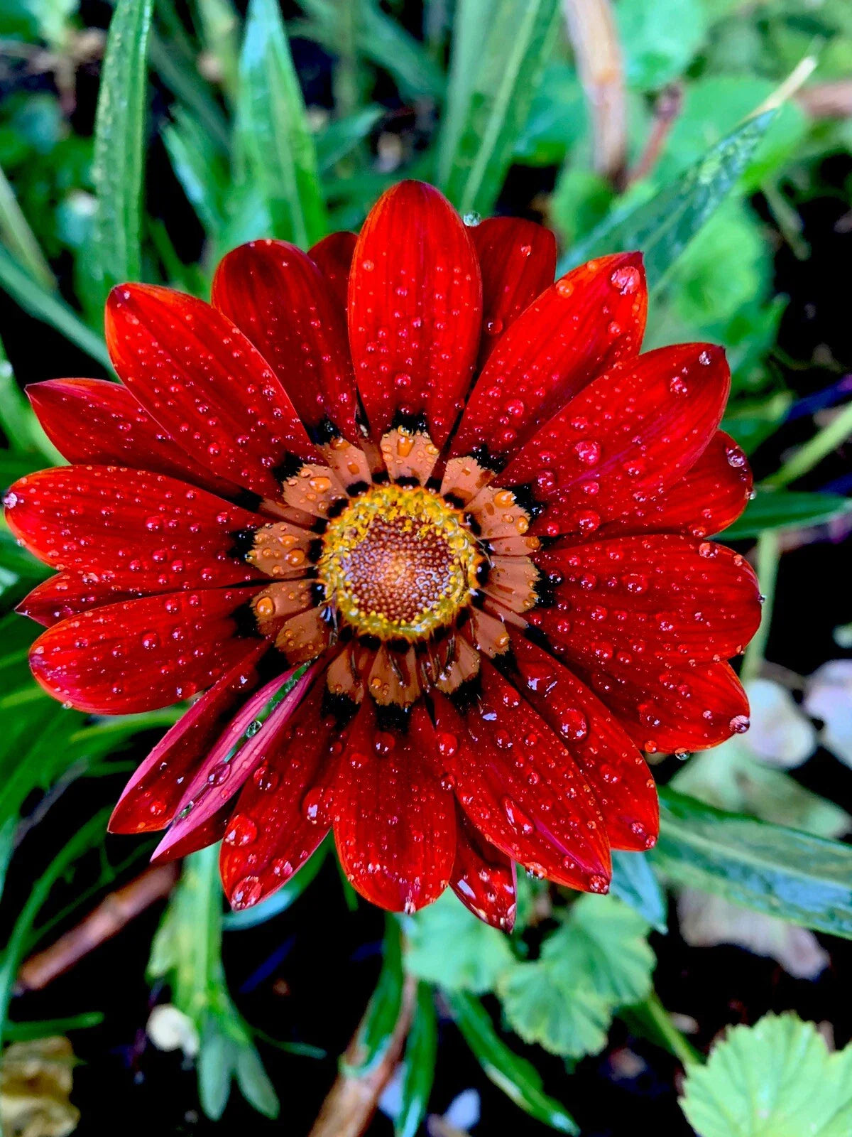 Gazania Rigens Potted Plant, Red Color, Hardy Perennial Flower, Drought-Tolerant Garden Decor