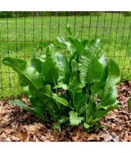 Fresh Organic Horseradish Plants - 2 Well-Rooted Crowns - Easy to Grow Perennial - Armoracia rusticana - Great for Gardens