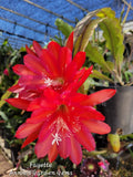 Epiphyllum Fayette Unrooted Cuttings - Orchid Cactus - 8 to 10 Inches Long - Perfect for Plant Enthusiasts
