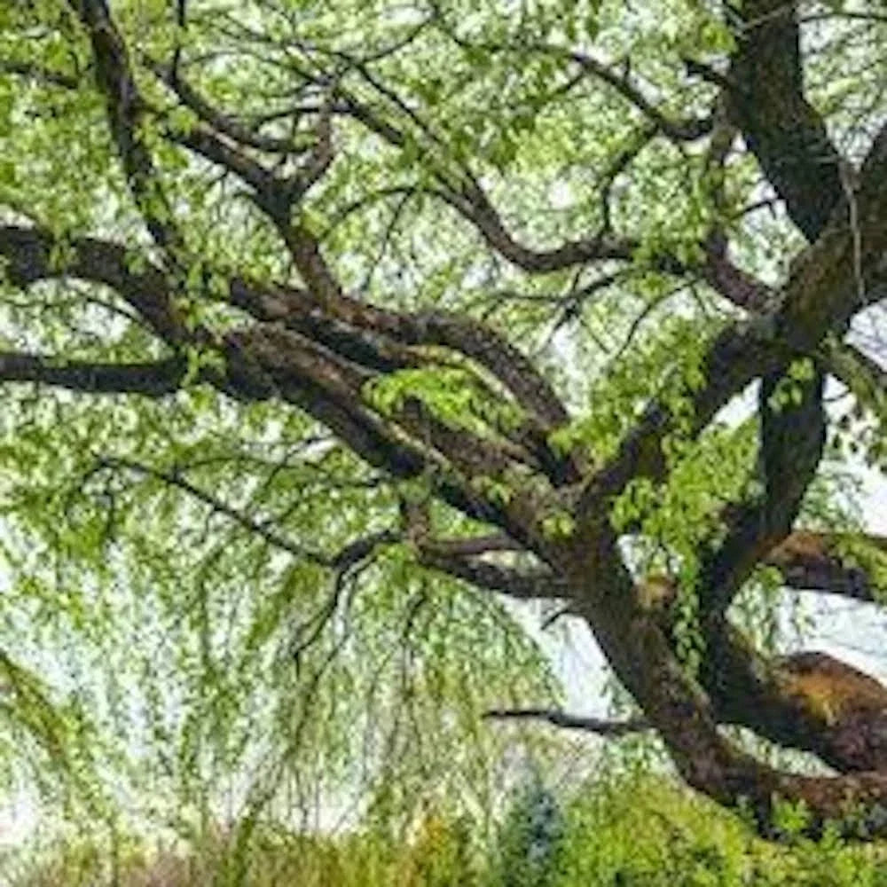 Corkscrew Willow Tree 2-3' Salix matsudana 'Tortuosa' Bare Root - Unique Twisted Branches for Landscaping