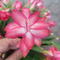 Thor Keri Cuttings 3x Jungle Holiday Cactus Schlumbergera Truncata Zygocactus