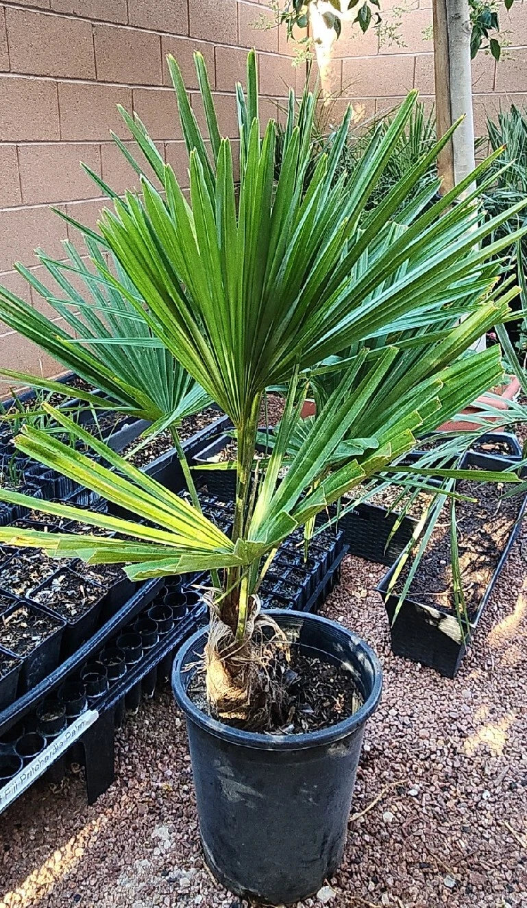 Windmill Fan Palm Tree Live Plant, 34"-38" Tall, 6+ Years Old, Trachycarpus fortunei