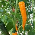 Orange Cayenne Pepper Seeds - 30+ Seeds - Rare Spicy Hot Pepper for Salsa - Capsicum annuum
