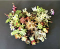 Organic Succulent Cuttings Set of 15 Varieties - Vibrant Colorful Healthy Plants for DIY Arrangements and Gardens
