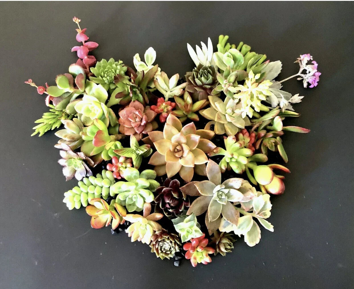 Organic Succulent Cuttings Set of 15 Varieties - Vibrant Colorful Healthy Plants for DIY Arrangements and Gardens