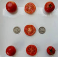Oregon Spring Tomato Seeds - Very Early Variety - Pack of 25 Seeds - Perfect for Home Gardens