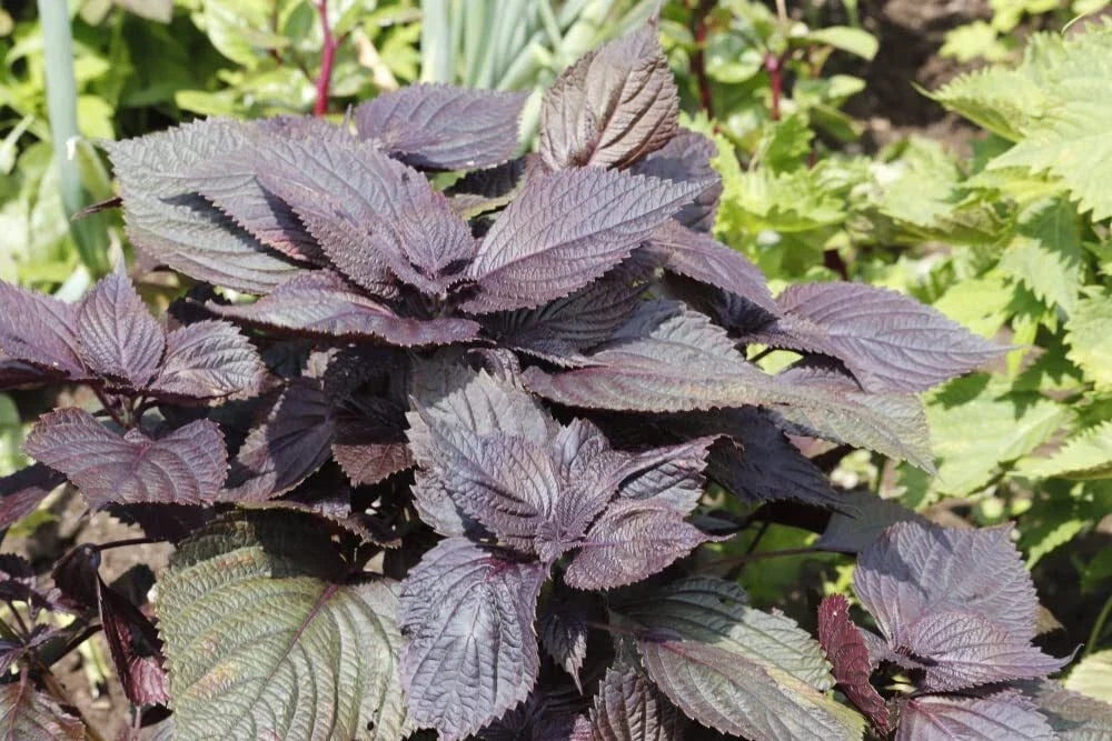 Red Shiso Seeds, 200+ Count, Asian Heirloom, Cool Weather, Fragrant Herb, Perilla frutescens