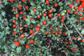 Creeping Cotoneaster Seeds - 50 Pack - Ground Cover Plant - Cotoneaster adpressus