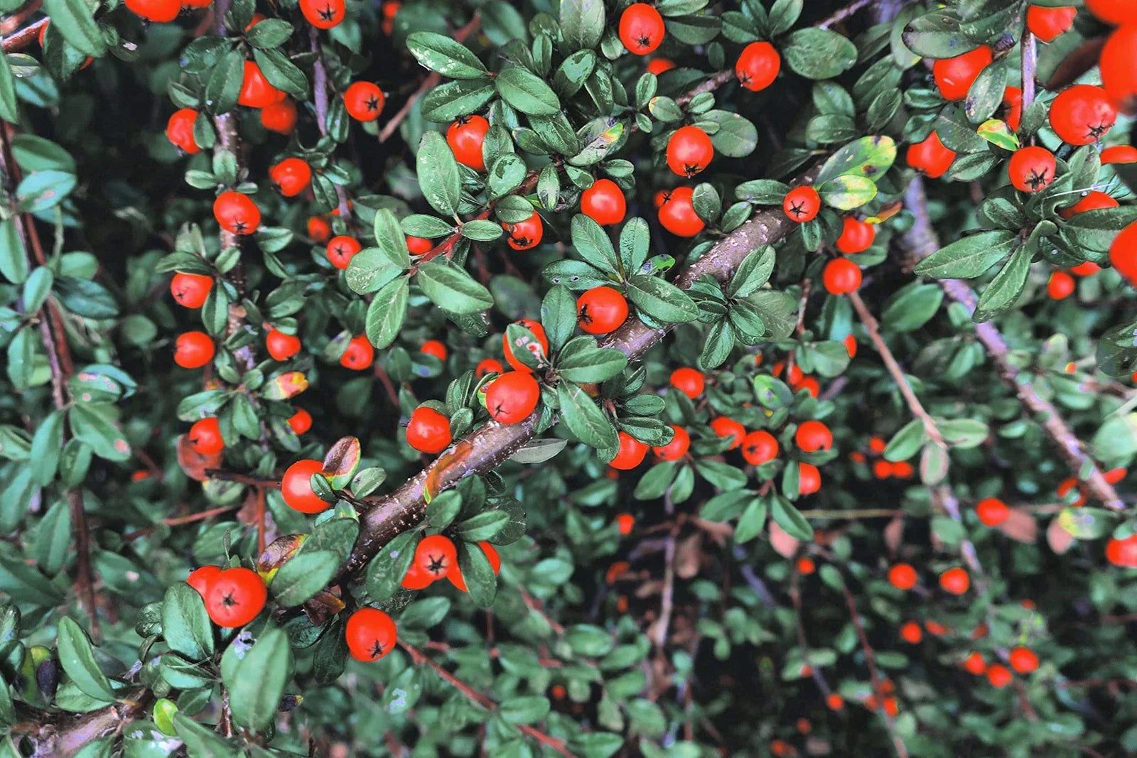 Creeping Cotoneaster Seeds - 50 Pack - Ground Cover Plant - Cotoneaster adpressus