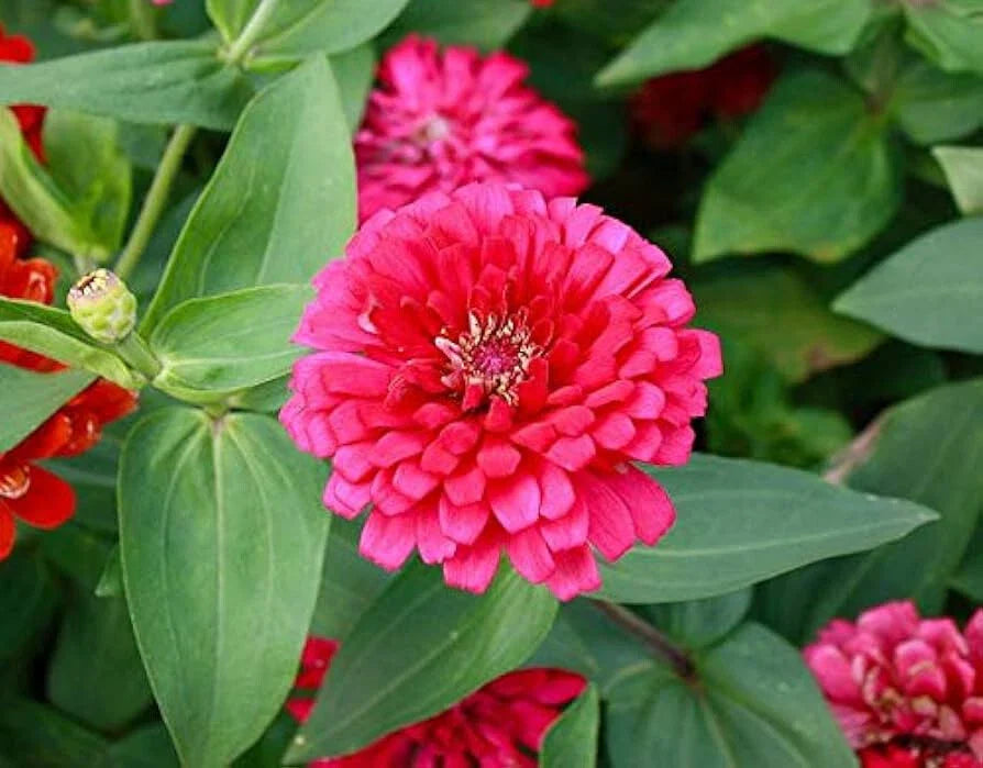 Pink Marigold Seeds - 25+ Pack for Garden Planting - Tagetes erecta - USA Grown - Flower Seeds