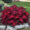 Coleus Seeds - 25+ Superfine Rainbow Volcano - Coleus blumei - USA Grown - Free Shipping