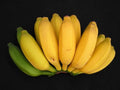 Pisang Ceylon Banana Tree - Small Rooted Starter Plant - Musa Acuminata