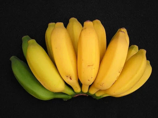 Pisang Ceylon Banana Tree - Small Rooted Starter Plant - Musa Acuminata