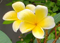 Yellow Plumeria Cuttings - Frangipani Plant Cuttings for Gardening - Plumeria rubra