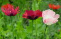 Poppy Seeds - Pepperbox Mix - 85 Seeds - Flower Seeds - GroCo Made in USA