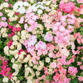 Phlox Seeds for Garden Planting - 100+ Sheep Phlox Variety - Free Shipping - Phlox subulata
