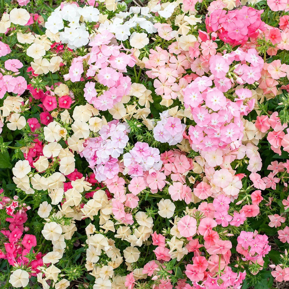 Phlox Seeds for Garden Planting - 100+ Sheep Phlox Variety - Free Shipping - Phlox subulata