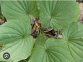 Wild Yam Plants Bare Root - 3 Dioscorea Perennial Organic Vine Bulbs - Appalachian Grown Wildflower
