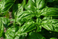 Italian Large Leaf Basil Seeds - 200+ Pack, Ocimum basilicum - Perfect for Culinary Use and Home Gardening