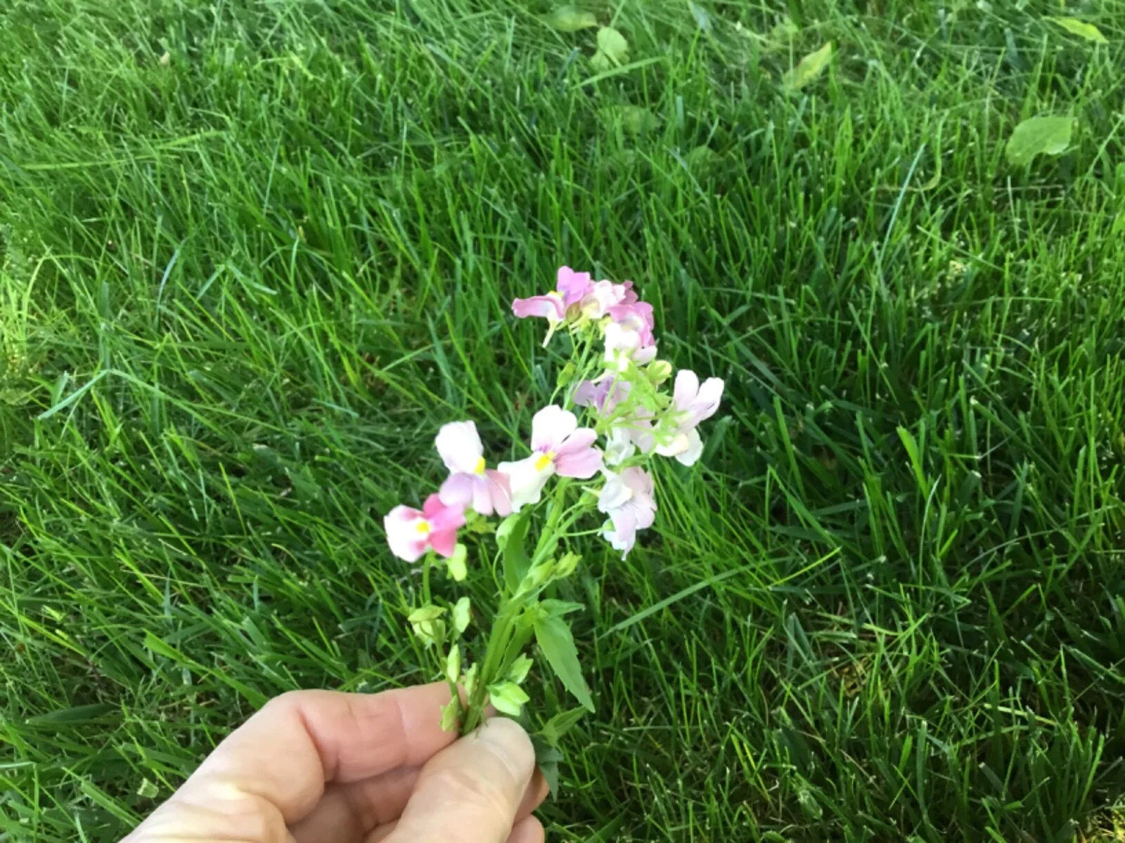 Nemesia Seeds - 150 Count - Poetry Opal Innocence - Perennial Cape Snapdragon - Flowering Plant
