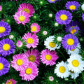 China Aster Seeds - 2000+ Rainbow Mix - Colorful Open Pollinated Non-GMO - Aster amellus