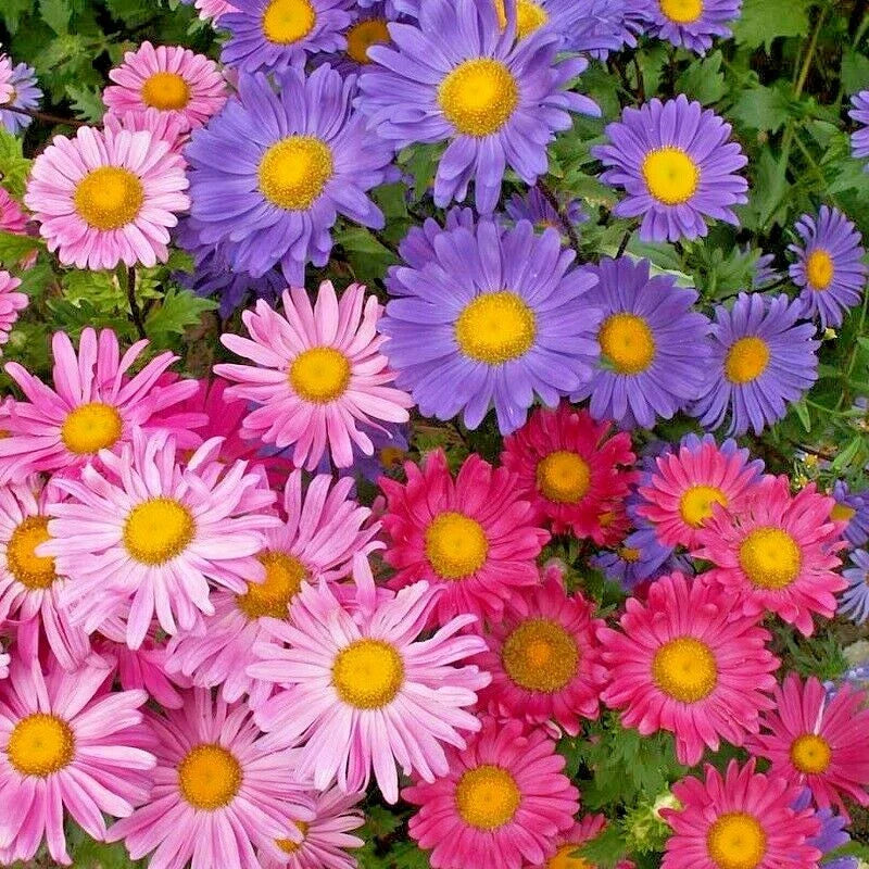 Giant California China Aster Seeds Mix for Cut Flowers | Perfect for Summer Garden & Container Planting | Aster spp.