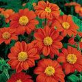 Tithonia Seeds - 50 Fiesta Del Sol Organic Flower Seeds - USA Grown, Free Shipping