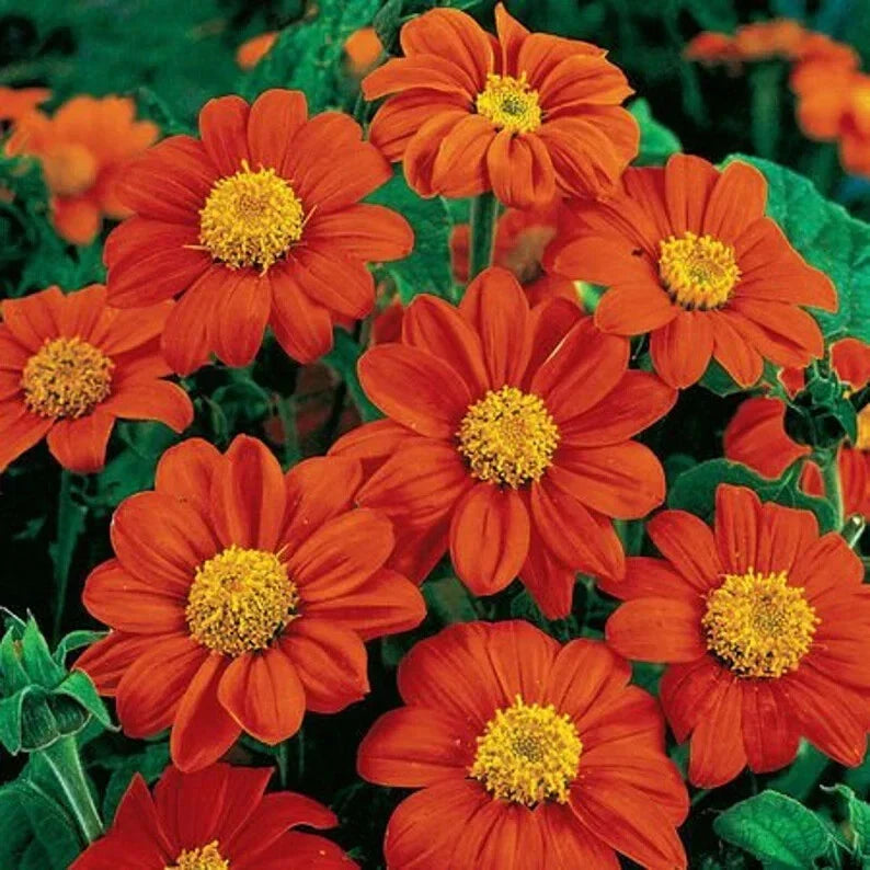 Tithonia Seeds - 50 Fiesta Del Sol Organic Flower Seeds - USA Grown, Free Shipping