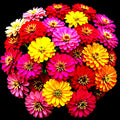 Zinnia Seeds - 300+ Summer Mix - Heat Tolerant Hummingbird Friendly - Zinnia elegans