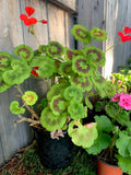 Variegated Geranium Plant 7” Pot 15” Height Pelargonium × hortorum