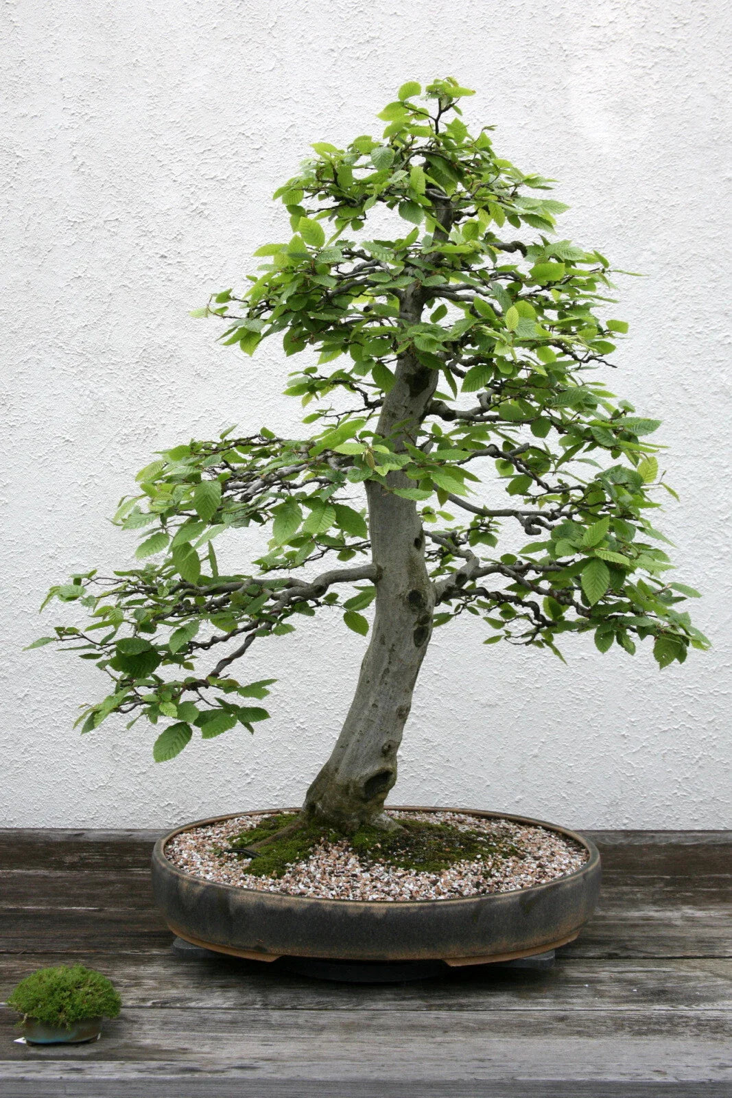 European Hornbeam Seeds, 20 Pack, Carpinus betulus, Hardy Tree for Landscaping and Gardens