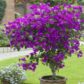 Bougainvillea Starter Plant - Violet Variety - Well Rooted Plug - Bougainvillea spp.