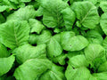 Florida Broadleaf Mustard Seeds - 200+ Loose Leaf Vegetable Seeds - Green Shealihong - Non-GMO, USA Grown