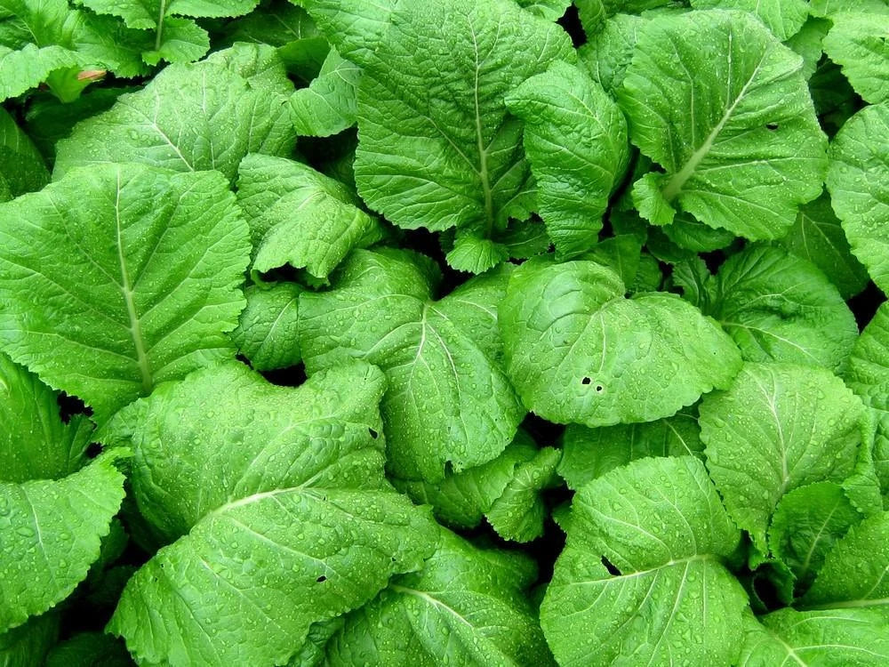 Florida Broadleaf Mustard Seeds - 200+ Loose Leaf Vegetable Seeds - Green Shealihong - Non-GMO, USA Grown