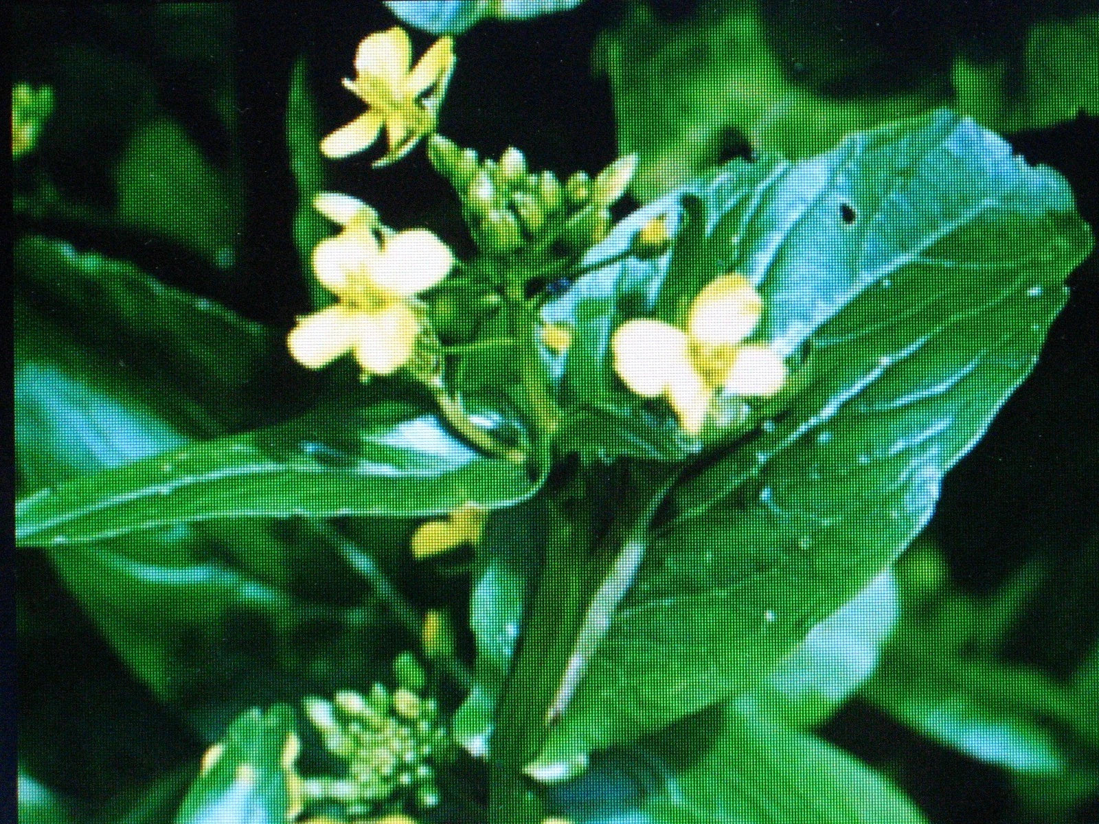Tsai Sim Seeds - Chinese Green for Salads & Stir Fry - Tender with Sweet Flower Buds - Brassica rapa var. chinensis
