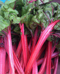 Organic Red Swiss Chard Seeds - 50+ Pack - Rhubarb Perpetual Spinach - Garden Fresh Seeds - USA Grown
