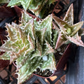 Aloe Plant 2" Pot Hybrid Variety 'Crosby's Prolific' Well Rooted Succulent - Rare Houseplant
