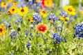Drought Tolerant Wildflower Seeds Kit - Bulk Open-Pollinated Wildflower Seed Mix for Garden Planting