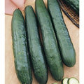 Cucumber Seeds - Tasty Green Variety - Fresh Seed for Planting - Cucumis sativus