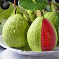 Guava Fruit Tree Seeds - 100 Pack - Tropical Exotic Fruit - Psidium guajava