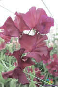 Edd Fincham Sweet Pea 50 Seeds - Garden Planting - Lathyrus odoratus - USA