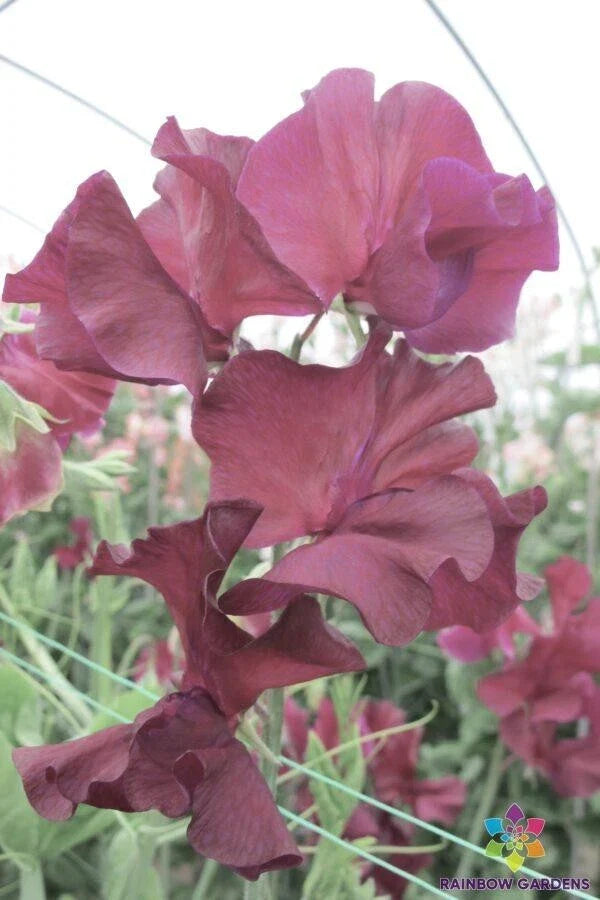 Edd Fincham Sweet Pea 50 Seeds - Garden Planting - Lathyrus odoratus - USA