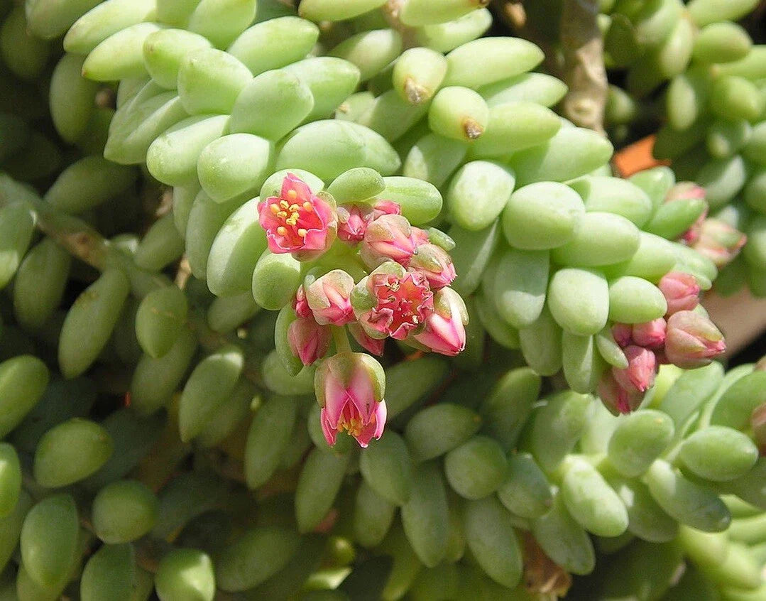 Unrooted 4'' Donkey Tail Cutting, Sedum Morganianum, Hanging Succulent Plant, Easy Care, Indoor/Outdoor Decor