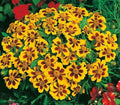 Dwarf French Marigold Seeds - 301+ Naughty Marietta - Ideal for Garden & Patio - Tagetes patula