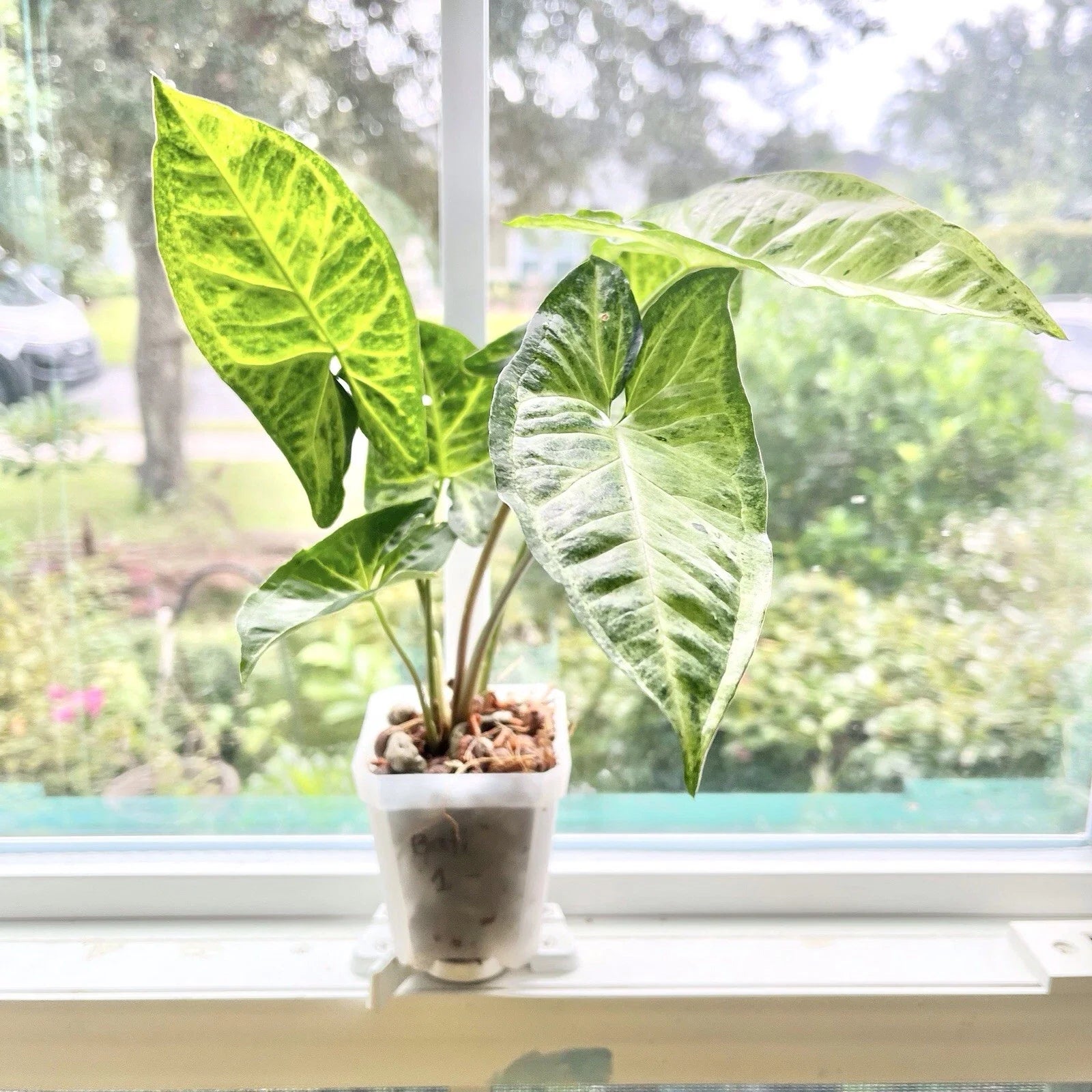 Syngonium Batik Plant - Rooted Potted Variety - Houseplant - Syngonium podophyllum