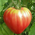 Heirloom Tomato Seeds - OXHEART Pink Sauce - Non-GMO - 50 Seeds - Indeterminate Variety - Perfect for Canning