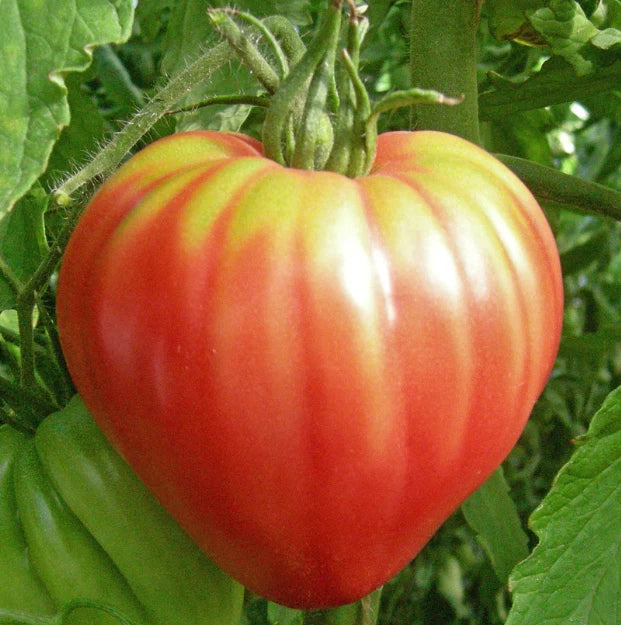 Heirloom Tomato Seeds - OXHEART Pink Sauce - Non-GMO - 50 Seeds - Indeterminate Variety - Perfect for Canning