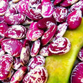 Christmas Lima Bean Seeds - Pole Variety, Red Speckled, Large Pods, Ideal for 2025 Planting, Phaseolus lunatus