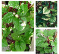 Red Stem Malabar Spinach Seeds - 50+ Seeds - Basella Alba Rubra Ceylon - Heirloom Vegetable Garden Seeds